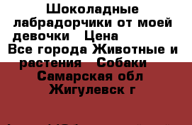 Шоколадные лабрадорчики от моей девочки › Цена ­ 25 000 - Все города Животные и растения » Собаки   . Самарская обл.,Жигулевск г.